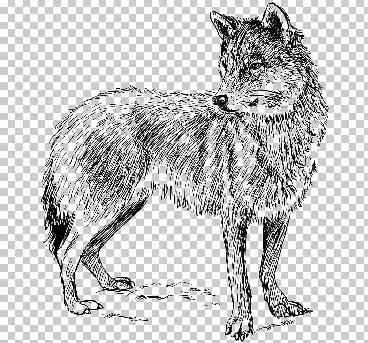 Black Wolf Arctic Wolf Coyote PNG, Clipart, Arctic Wolf, Black And White, Black Wolf, Canidae, Carnivoran Free PNG Download