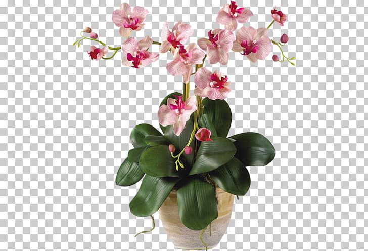 Moth Orchids Cut Flowers Plant Stem PNG, Clipart, Arrangement, Artificial Flower, Boat Orchid, Bud, Cut Flowers Free PNG Download