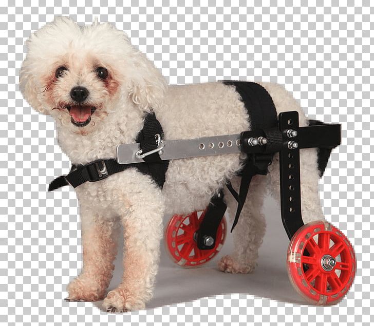 Schnoodle Wheelchair Puppy Dog Breed Companion Dog PNG, Clipart, Chair, Companion Dog, Disability, Dog, Dog Breed Free PNG Download