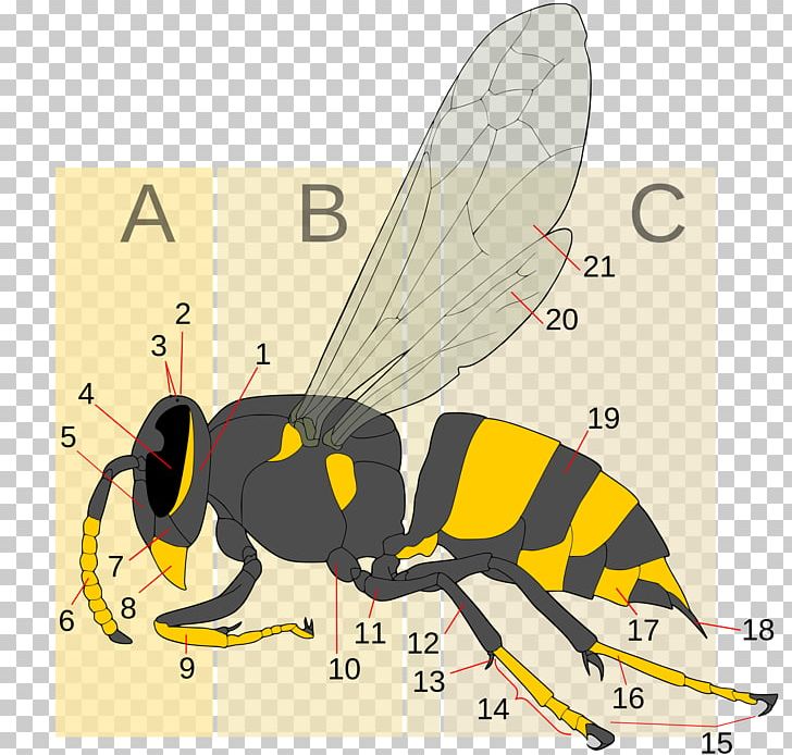 Hornet Bee Insect Wasp Yellowjacket PNG, Clipart, Arthropod, Baldfaced Hornet, Bee, Butterfly, Fauna Free PNG Download