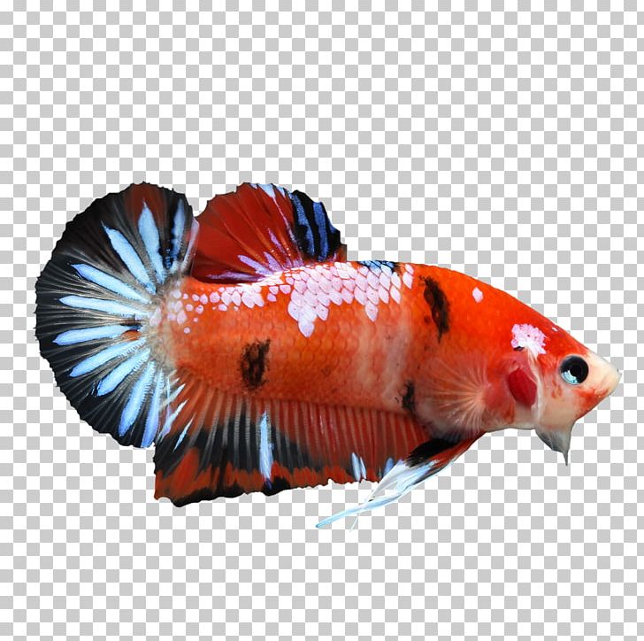 Koi Veiltail Siamese Fighting Fish PNG, Clipart, Animal, Animals, Betta, Color, Color Depth Free PNG Download