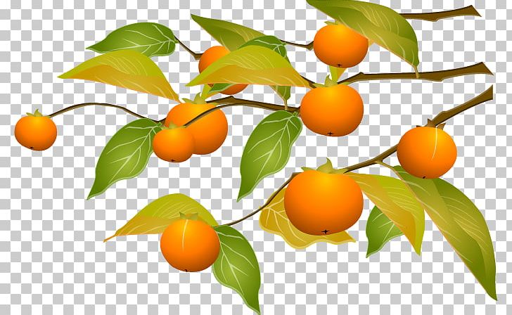 Kumquat Persimmon Tangerine Cartoon PNG, Clipart, Branch, Calamondin, Cartoon Arms, Cartoon Character, Cartoon Eyes Free PNG Download