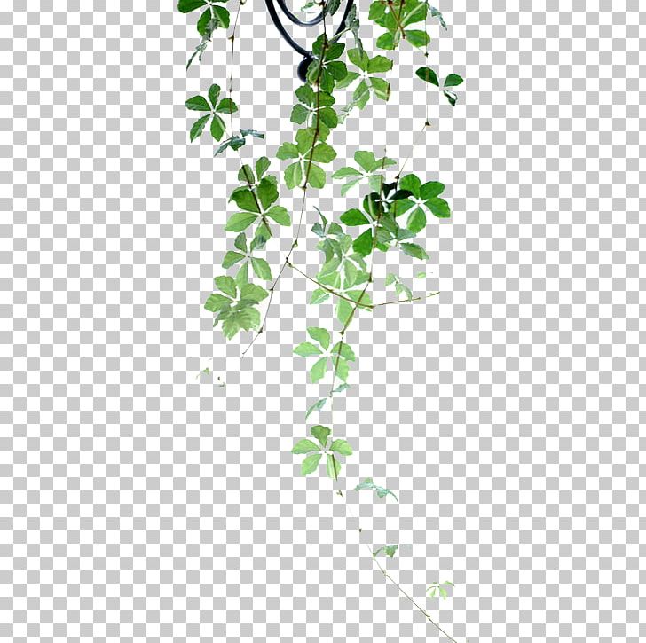 Plant Flower Poetry PNG, Clipart, Angle, Architecture, Background Green, Branch, Cartoon Free PNG Download