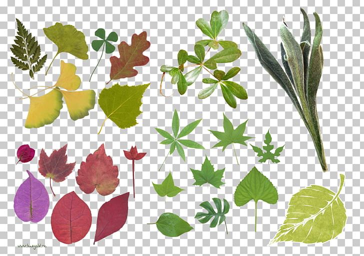 Leaf Floral Design PNG, Clipart, Branch, Deca, Flora, Floral Design, Flower Free PNG Download