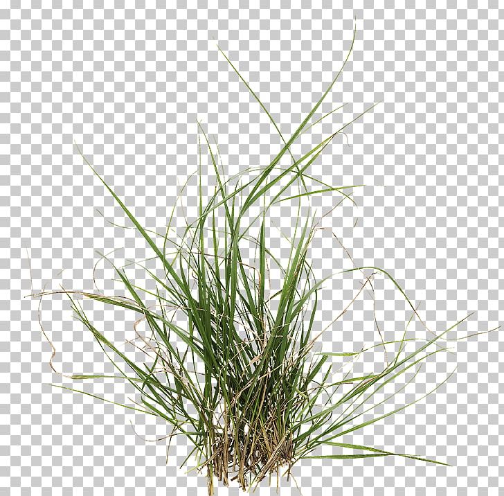 Sweet Grass Material Template Library Vetiver Wavefront .obj File PNG, Clipart, 3d Computer Graphics, 3d Modeling, Brown, Cgtrader, Chrysopogon Free PNG Download
