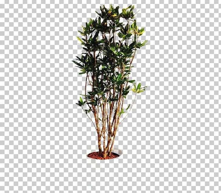 Twig 3D Computer Graphics FBX Flowerpot Bonsai PNG, Clipart, 3d Computer Graphics, Animated Film, Bonsai, Botany, Branch Free PNG Download
