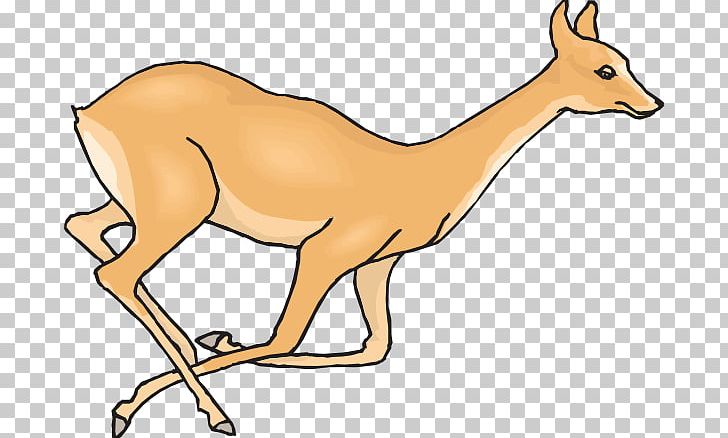White-tailed Deer PNG, Clipart, Antelope, Carnivoran, Computer Icons, Deer, Deer Hunting Free PNG Download