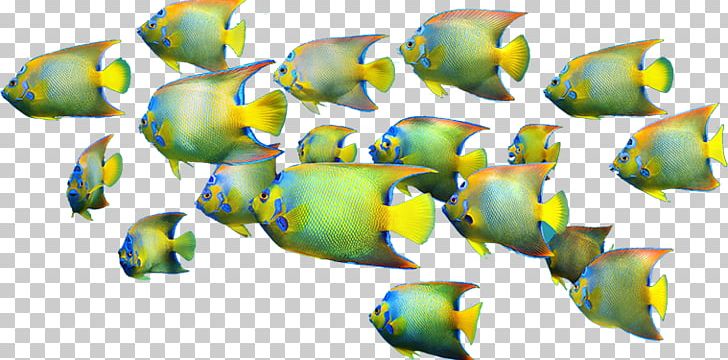 Coral Reef Fish Academy Of Family Physicians Of India PNG, Clipart,  Free PNG Download