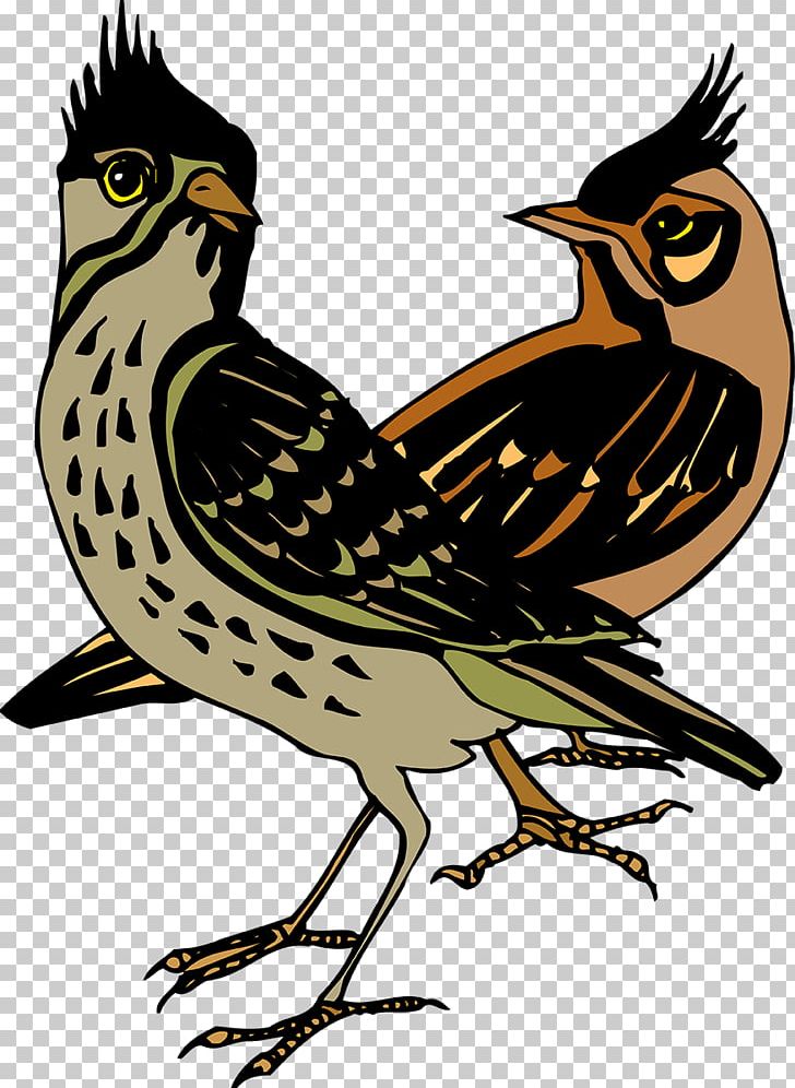 Feather Beak Wing PNG, Clipart, Animals, Beak, Bird, Cuckoos, Cuculiformes Free PNG Download