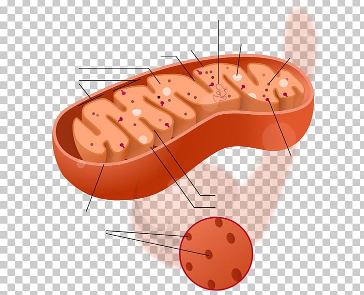 Mitochondrion Cytoplasm Cell Biology Mitochondrial DNA PNG, Clipart, Biology, Cell, Cell Nucleus, Cellular Respiration, Cytoplasm Free PNG Download