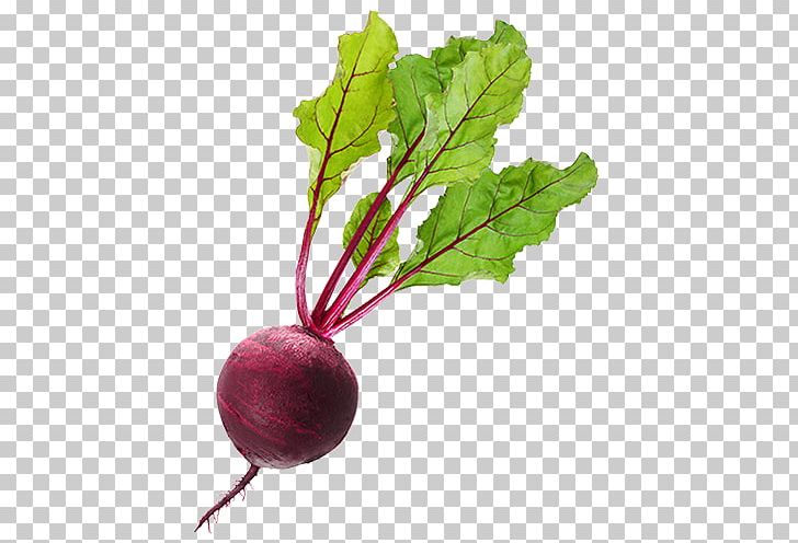 Beetroot Vegetable Juice Vegetable Juice Food PNG, Clipart, Beet, Beetroot, Beetrute, Bell Pepper, Carrot Free PNG Download