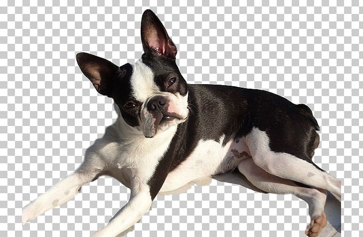 Boston Terrier French Bulldog Bull Terrier Chihuahua PNG, Clipart, Adapt, American Pit Bull Terrier, Animal, Animals, Boston Free PNG Download