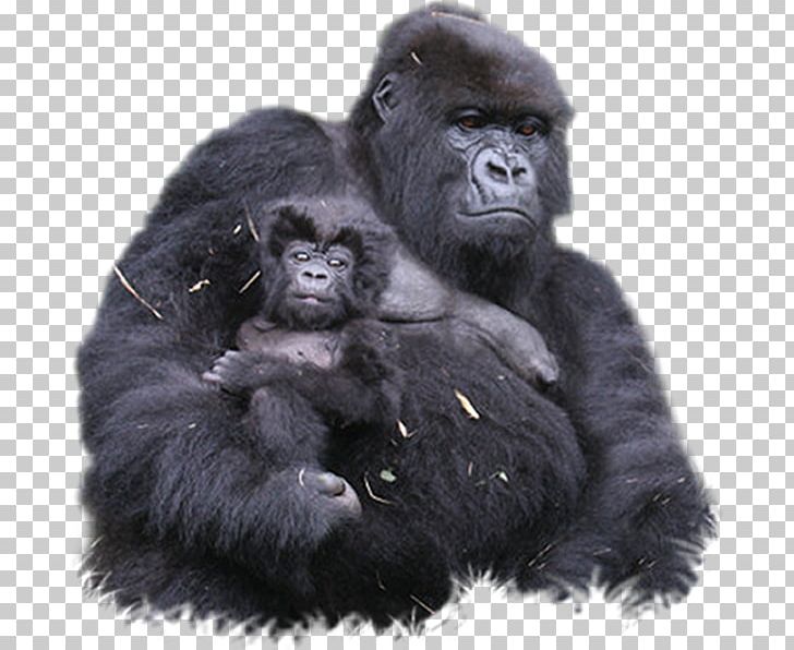 Bwindi Impenetrable National Park Mountain Gorilla Ape Virunga Mountains Bwindi Impenetrable Forest PNG, Clipart, Animal, Ape, Bwindi Impenetrable Forest, Bwindi Impenetrable National Park, Chimpanzee Free PNG Download