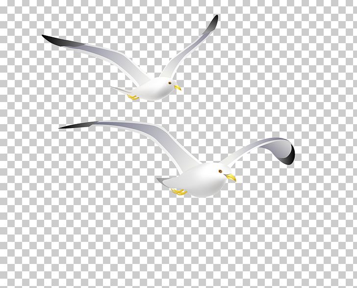 Gulls Common Gull White PNG, Clipart, Aile, Animals, Background White, Beak, Bird Free PNG Download