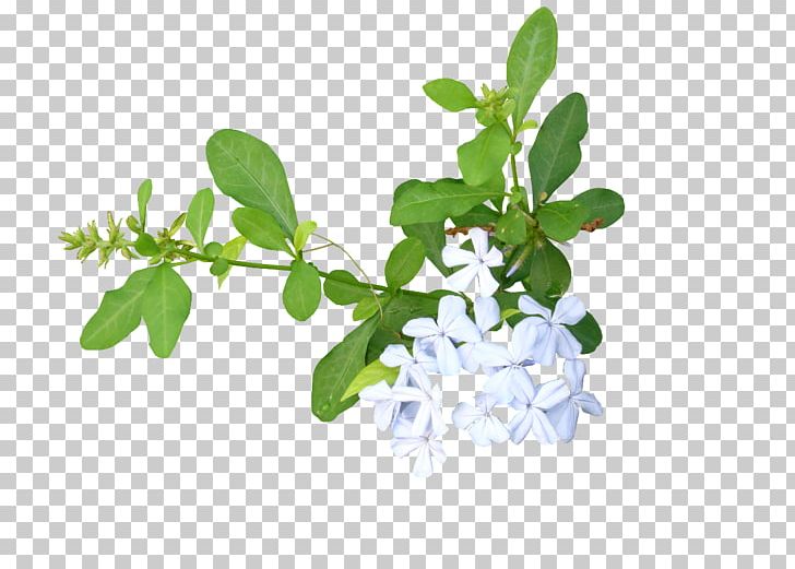 Others Plant Stem Herbal PNG, Clipart, Black And White, Computer Icons, Download, Flowerpot, Herb Free PNG Download
