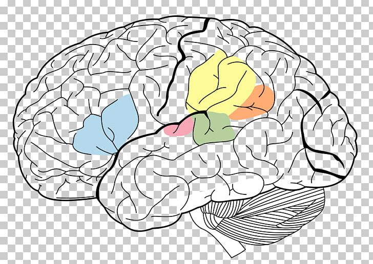 Brain Broca's Area Wernicke's Area Angular Gyrus Cerebral Cortex PNG, Clipart, Area, Art, Brocas Area, Cerebral Hemisphere, Flower Free PNG Download
