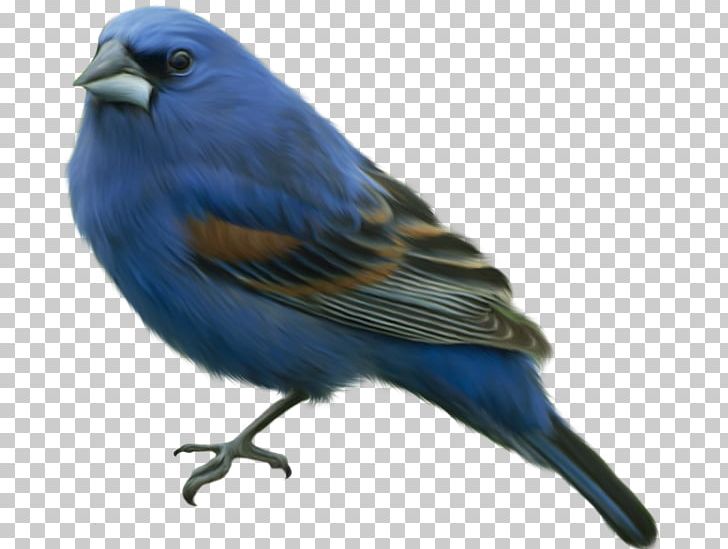 Eastern Bluebird PNG, Clipart, Beak, Bird, Bird Png, Bluebird, Computer Icons Free PNG Download