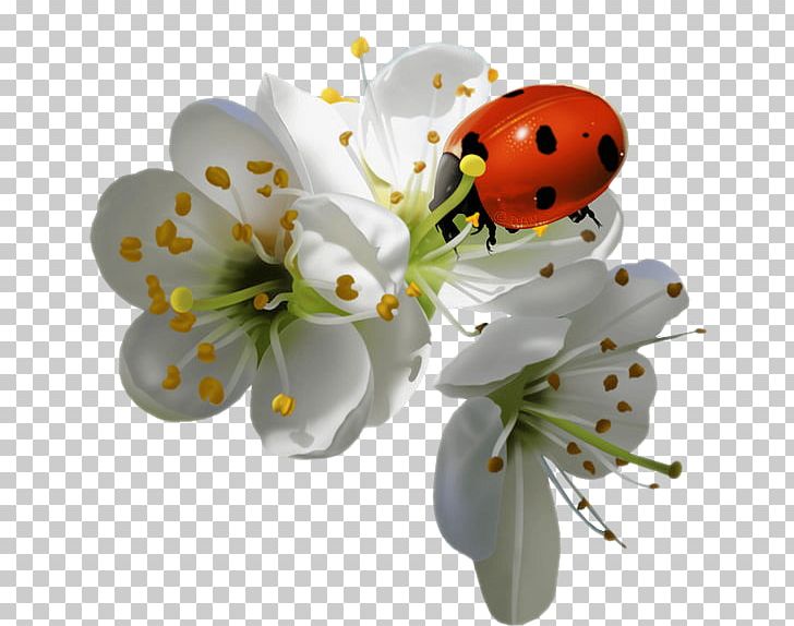 Insect Ladybird Ladybird Flower PNG, Clipart, Blossom, Bug, Coccinella Septempunctata, Cute Ladybug, Cut Flowers Free PNG Download