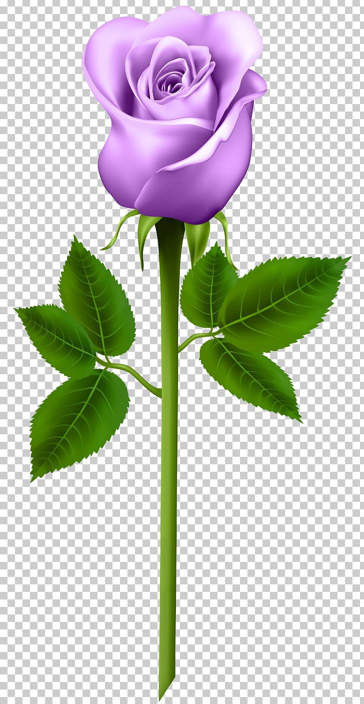 Purple Rose PNG, Clipart, Bud, Clipart, Color, Computer Wallpaper, Cut Flowers Free PNG Download