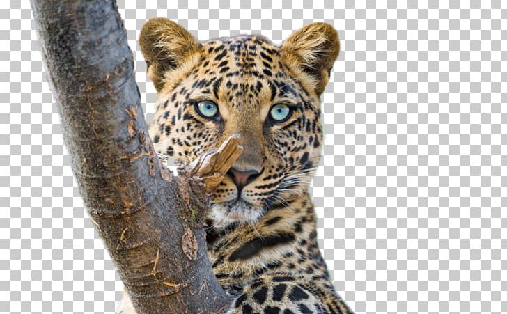 Tiger Cat Cheetah Amur Leopard Snow Leopard PNG, Clipart, Amur Leopard, Animal, Animals, Big Cat, Big Cats Free PNG Download