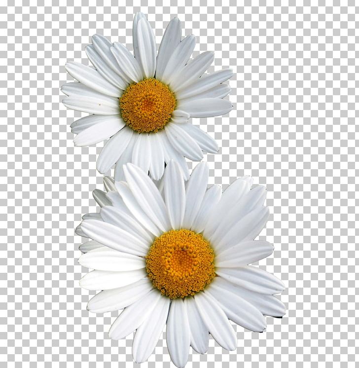 Common Daisy Flower Oxeye Daisy PNG, Clipart, Apple, Aster, Barberton Daisy, Chamaemelum Nobile, Chrysanths Free PNG Download