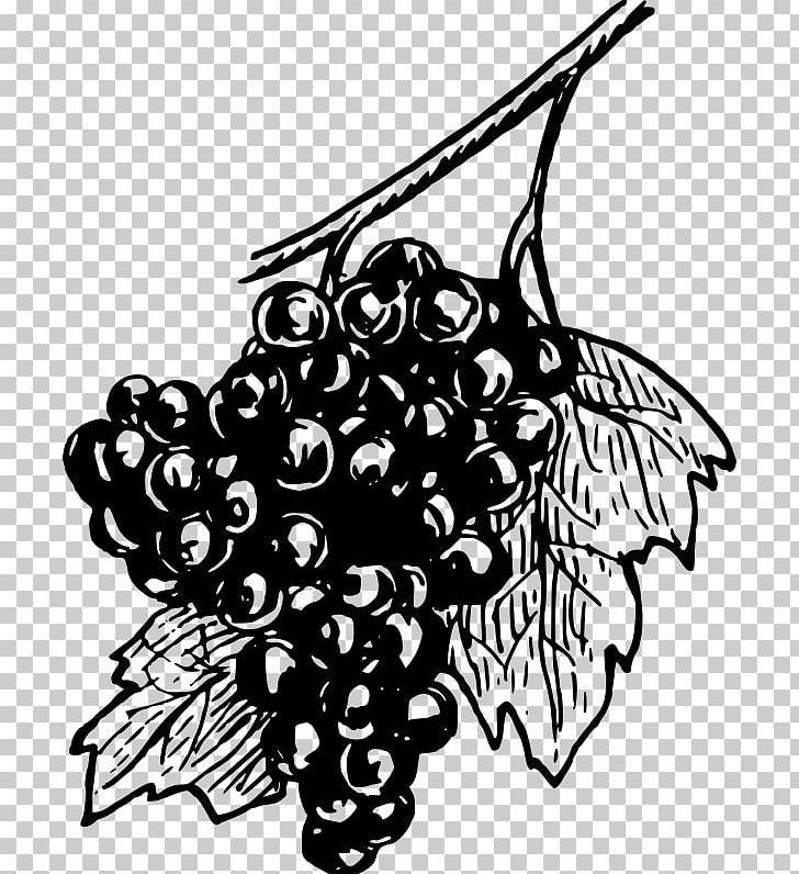 Common Grape Vine Concord Grape Wine PNG, Clipart, Art, Artwork, Berry, Black, Black And White Free PNG Download