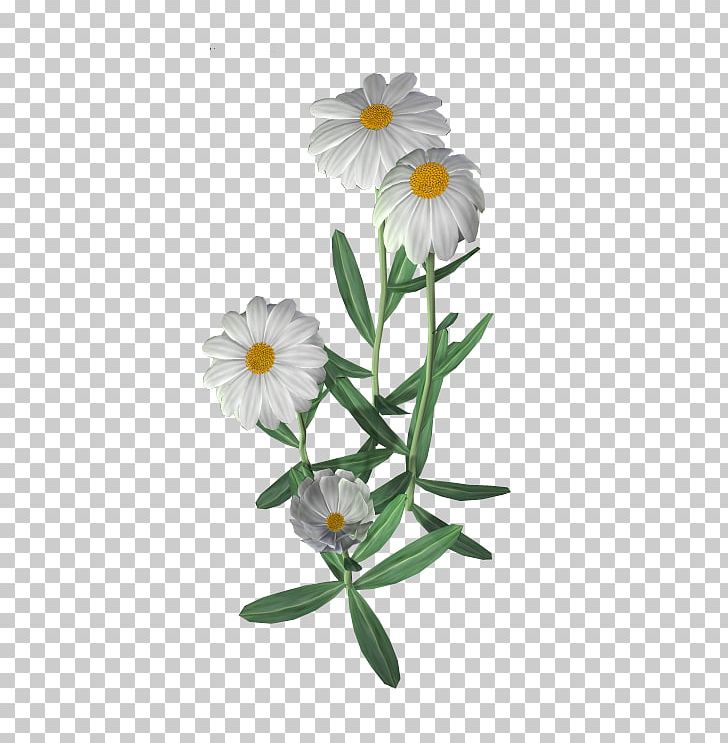 Flower Common Daisy PNG, Clipart, Annual Plant, Aster, Camomile, Chamaemelum Nobile, Chamomile Free PNG Download