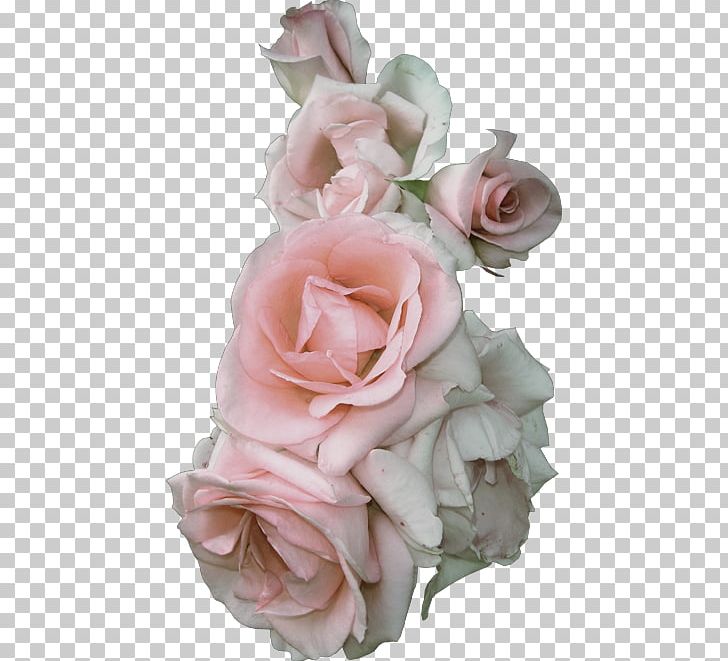 Garden Roses Floribunda Cabbage Rose Cut Flowers Pink PNG, Clipart, Artificial Flower, Blue Rose, Cut Flowers, English Roses, Floral Design Free PNG Download