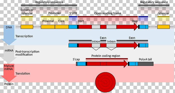 Gene Structure Messenger RNA Gene Expression Coding Region Transcription PNG, Clipart, Angle, Area, Brand, Coding Region, Diagram Free PNG Download