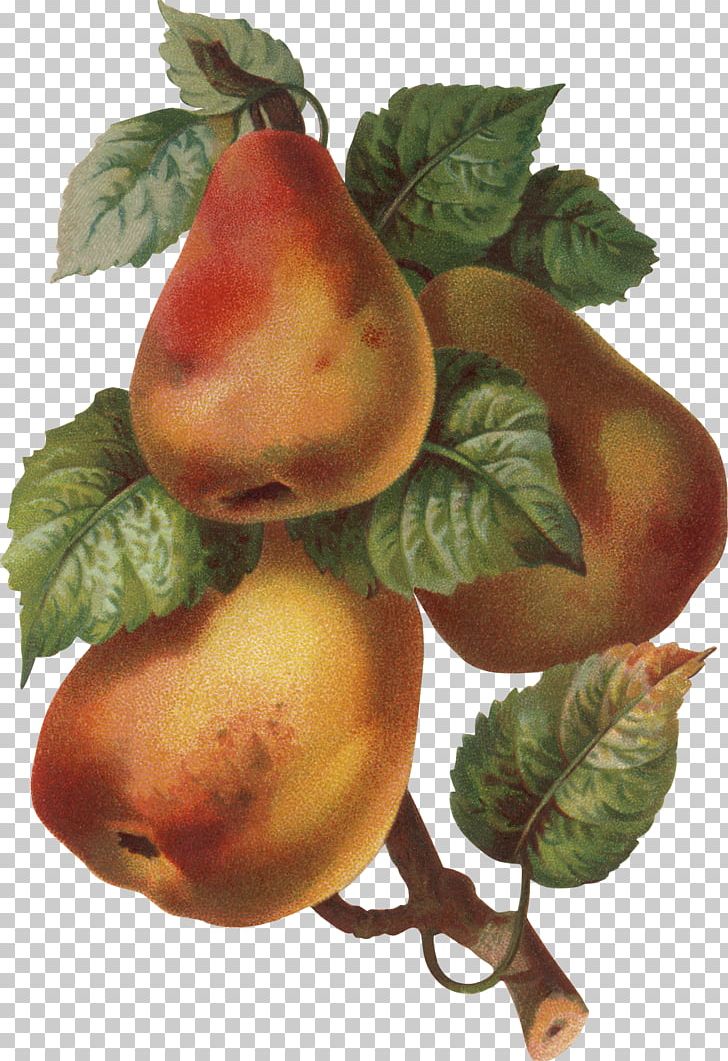 Pear Photography PNG, Clipart, Apple, Digital Image, Food, Fruit, Fruit Nut Free PNG Download