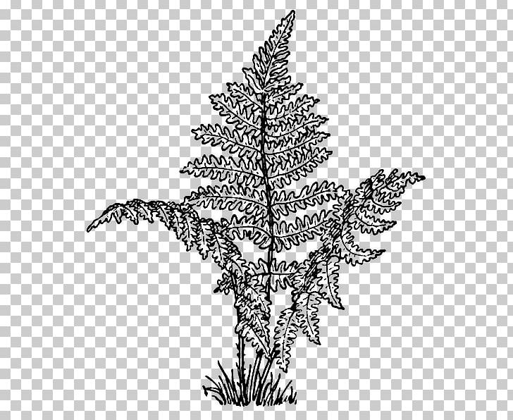 Where The Red Fern Grows Coloring Book PNG, Clipart, Art, Black And White, Branch, Burknar, Christmas Decoration Free PNG Download