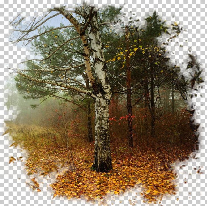 Desktop Deciduous Landscape PNG, Clipart, Autumn, Biome, Birch, Deciduous, Desktop Wallpaper Free PNG Download