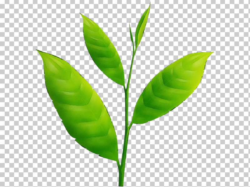 Leaf Flower Plant Coca Plant Stem PNG, Clipart, Coca, Flower, Herbaceous Plant, Leaf, Paint Free PNG Download