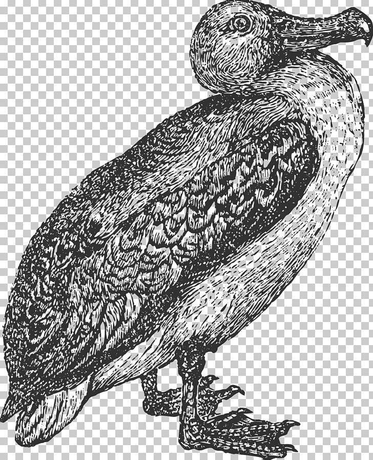 Owl Bird Albatross Beak Feather PNG, Clipart, Albatross, Animals, Art, Beak, Bird Free PNG Download