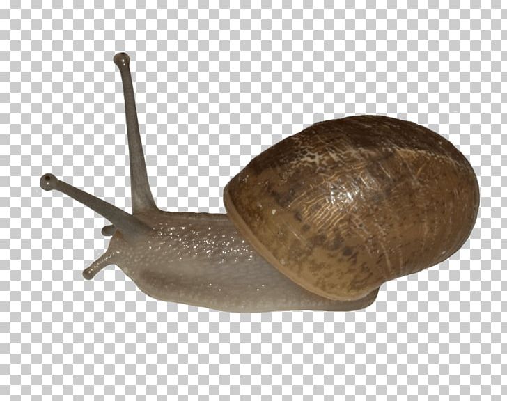 Snail Photography PNG, Clipart, Animals, Animation, Art, Deviantart, Invertebrate Free PNG Download