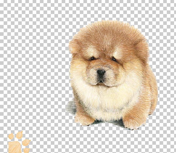 Golden Retriever Japanese Spitz Sapsali Bichon Frise Old English Sheepdog PNG, Clipart, Animals, Bull Terrier, Carnivoran, Color, Colored Pencil Free PNG Download