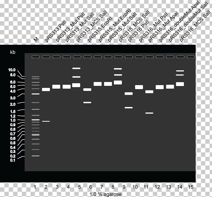 International Genetically Engineered Machine Plasmid Restriction Site Restriction Enzyme Agarose PNG, Clipart, Agarose, Angle, Black, Computer Program, Enzyme Free PNG Download