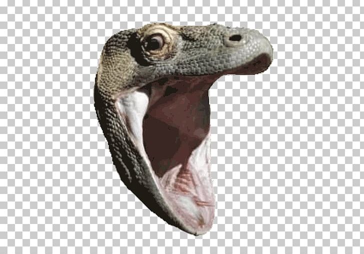 Komodo Dragon Lizard Reptile Blue Iguana PNG, Clipart, Animal, Animals, Beak, Blue Iguana, Cyclura Free PNG Download