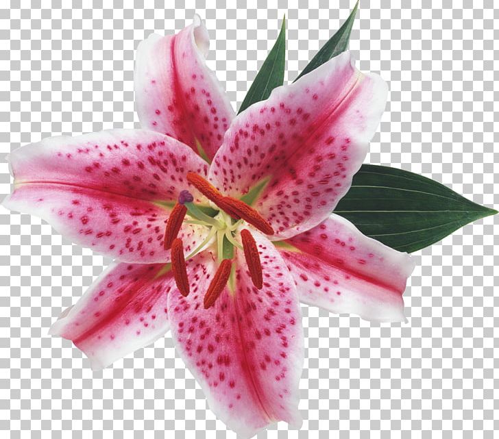 Lilium Flower Blossom Lily Of The Valley Ornamental Plant PNG, Clipart, Blossom, Digital Image, Flower, Flower Bouquet, Flowering Plant Free PNG Download