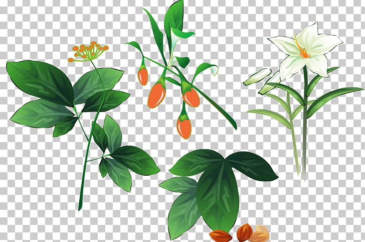 Traditional Chinese Medicine Ginseng Crude Drug PNG, Clipart, Branch, Disease, Drug, Flower, Flowers Free PNG Download
