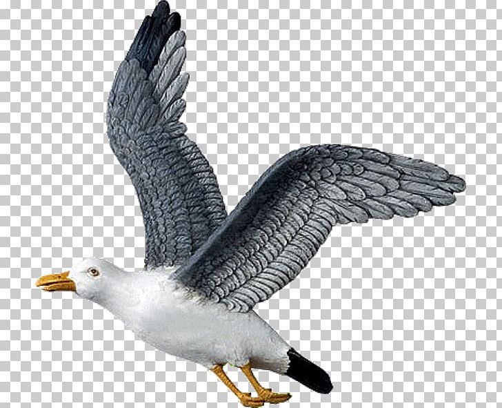 European Herring Gull Great Black-backed Gull Bald Eagle Bird PNG, Clipart, Accipitriformes, Animals, Bald Eagle, Beak, Bird Free PNG Download