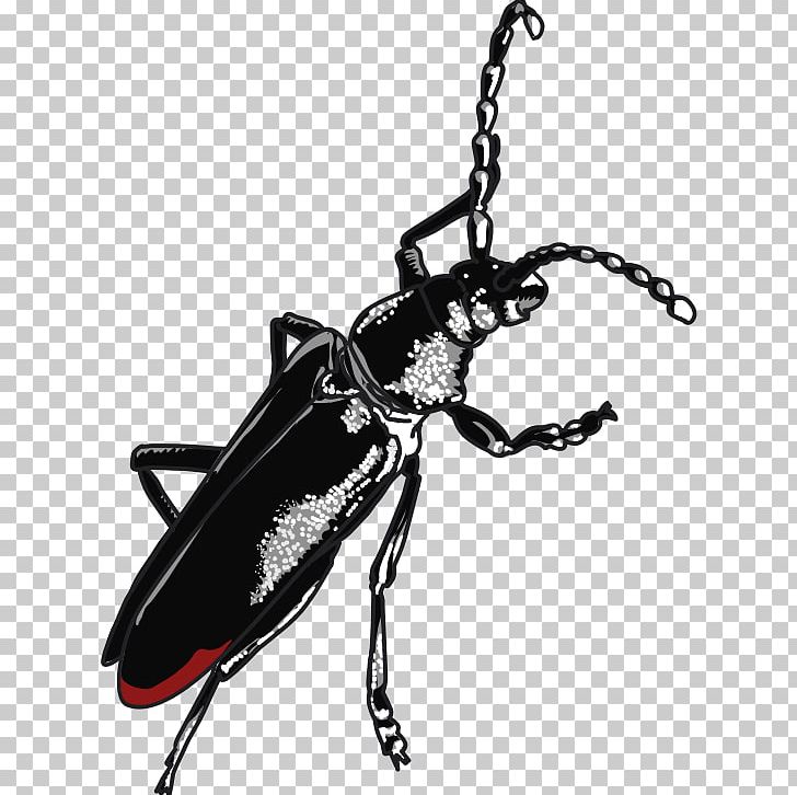 Beetle Cerambyx Cerdo Weevil Ladybird PNG, Clipart, Animal, Animals, Arthropod, Beetle, Black And White Free PNG Download
