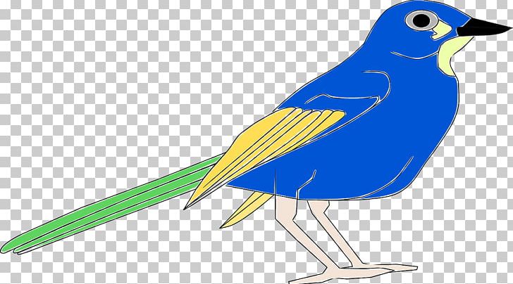 Bird Beak Blue PNG, Clipart, Animal, Animals, Beak, Bird, Bird Clipart Free PNG Download