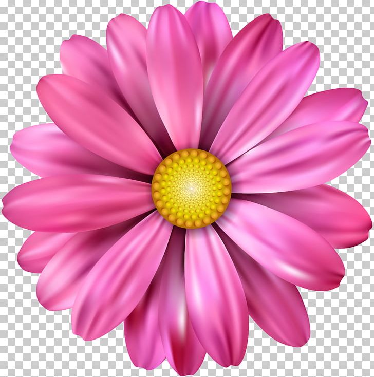Common Daisy Flower Petal Transvaal Daisy PNG, Clipart, Annual Plant, Aster, Chrysanths, Common Daisy, Cut Flowers Free PNG Download