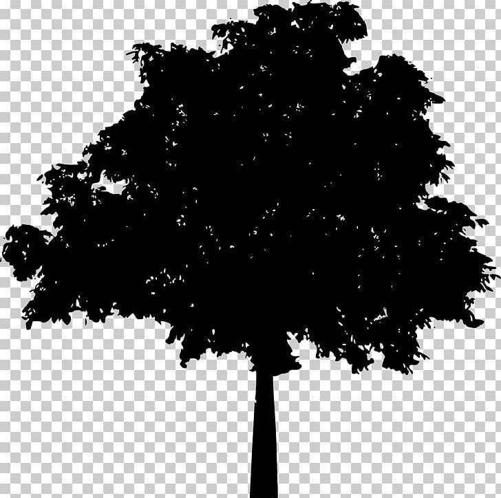 Tree Silhouette Drawing PNG, Clipart, Black, Black And White, Branch, Broadleaved Tree, Drawing Free PNG Download