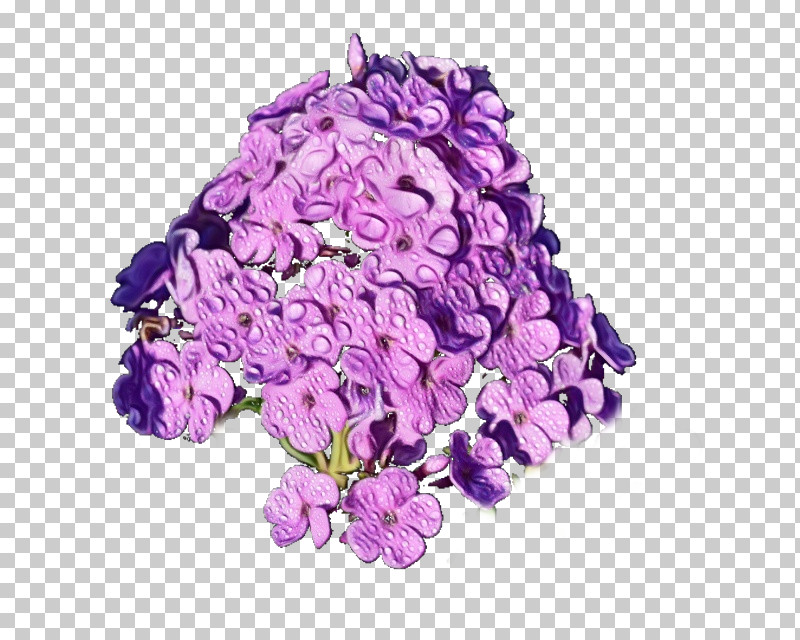 Lavender PNG, Clipart, Cut Flowers, Flower, Hydrangea, Lavender, Lilac Free PNG Download