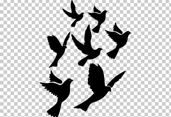 Columbidae Domestic Pigeon Bird PNG, Clipart, Animals, Art, Beak, Bird, Bird Silhouette Free PNG Download