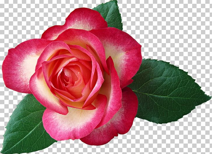 Flower Bouquet Garden Roses Hybrid Tea Rose PNG, Clipart, Annual Plant, Beach Rose, Beauty, Begonia, Blue Rose Free PNG Download