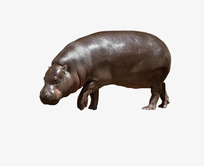 Hippo Photos PNG, Clipart, Animal, Biological, Hippo, Hippo Clipart, Photos Clipart Free PNG Download