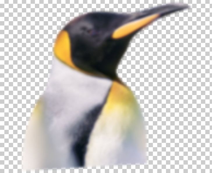 King Penguin Neck Beak PNG, Clipart, Animals, Beak, Bird, Flightless Bird, King Penguin Free PNG Download